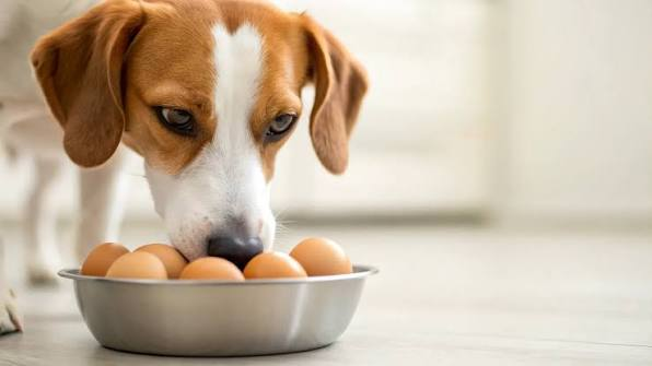 egg dog