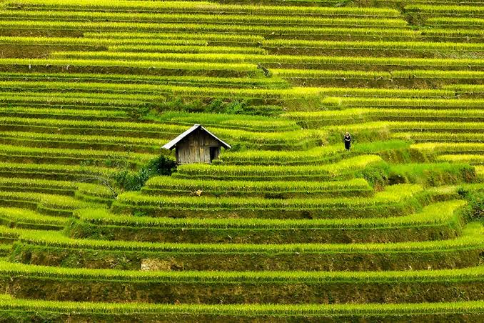 rice field