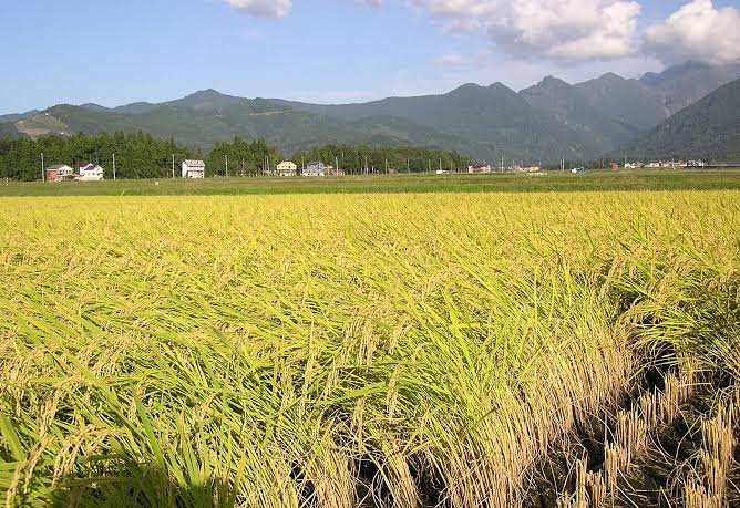 Rice Field: A Complete Guide to Rice Farming, Cultivation, and Sustainable Production rice field