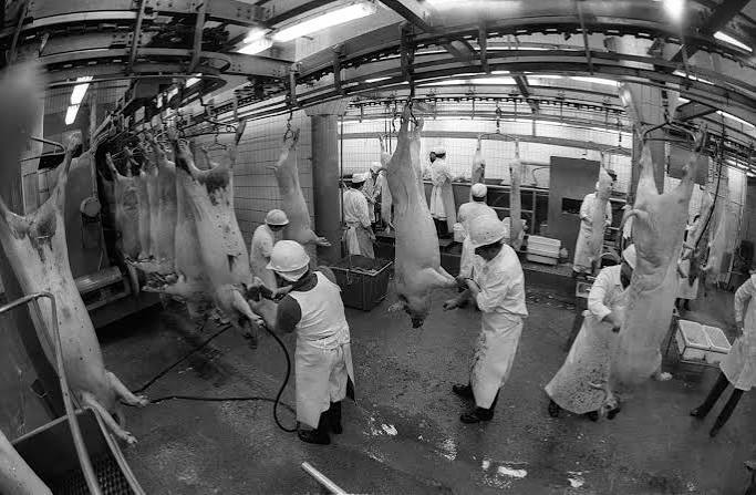 slaughter house
