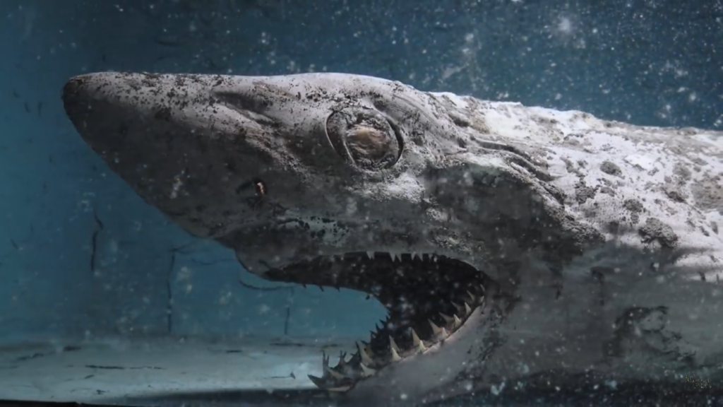 zombie shark
